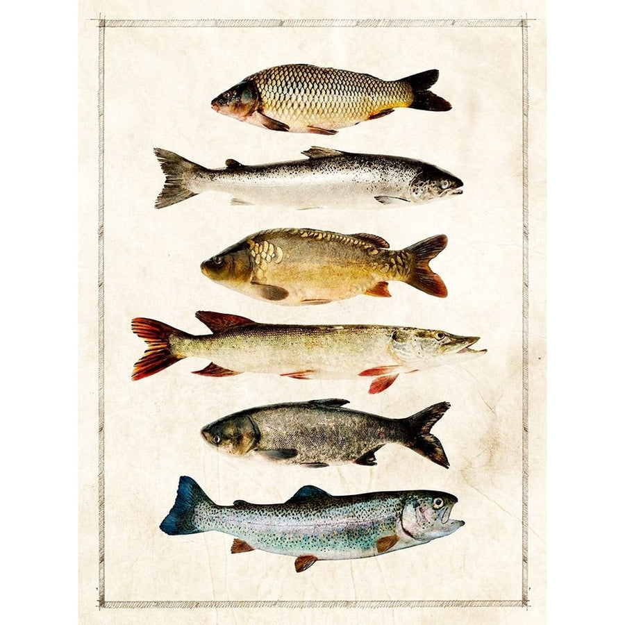 Fish Study A Poster Print - ArtLab GI-VARPDX88038 Image 1