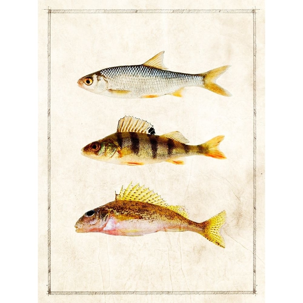 Fish Study C Poster Print - ArtLab GI-VARPDX88040 Image 1