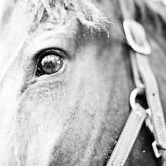 In the Stable I Poster Print by Susan Bryant-VARPDX8806D Image 1