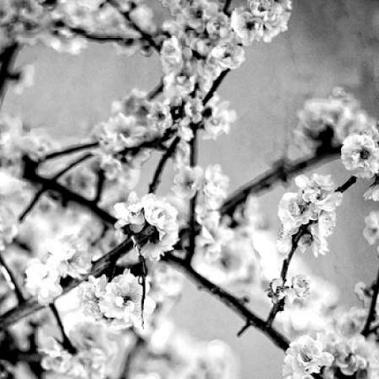 Black and White Blossoms I Poster Print by Susan Bryant-VARPDX8823L Image 1