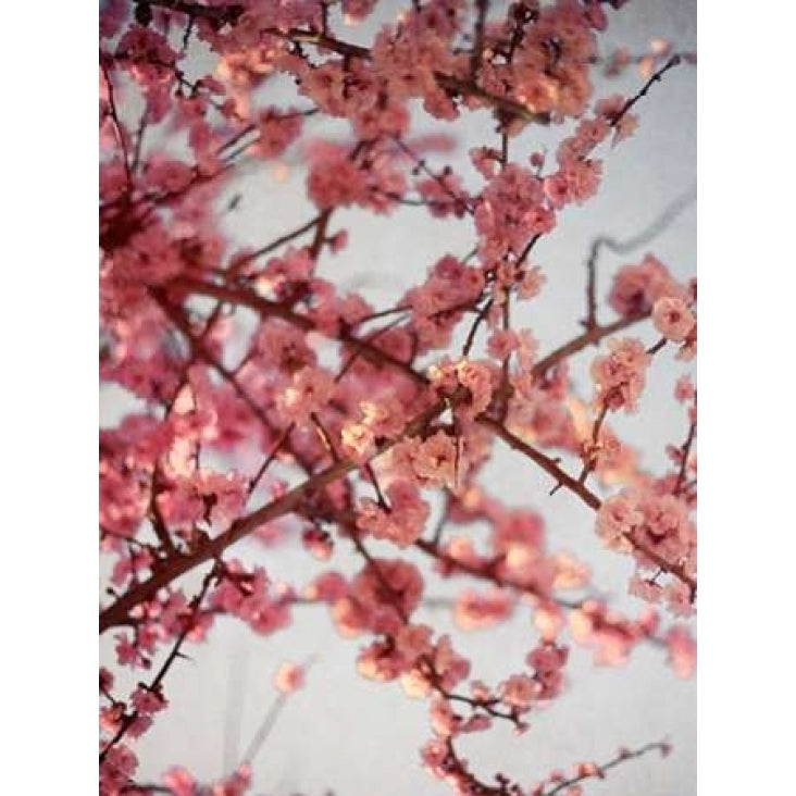 Cherry Blossoms I Poster Print by Susan Bryant-VARPDX8823 Image 2