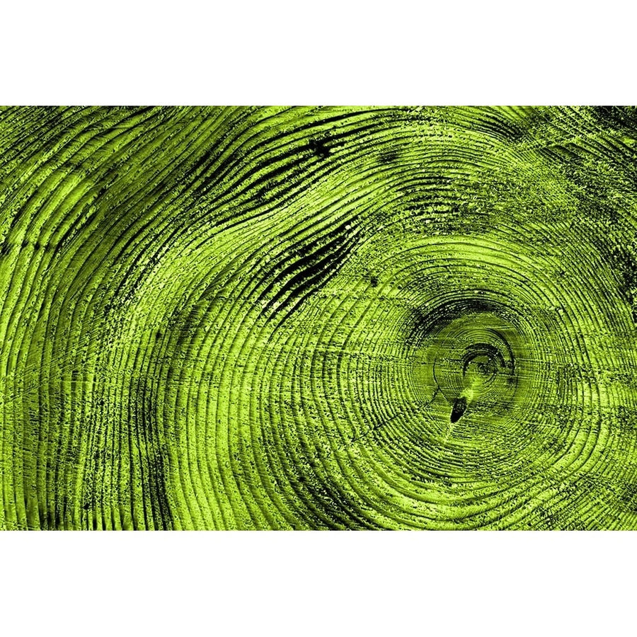 Tree Rings 3 Poster Print - ArtLab GI-VARPDX88221 Image 1