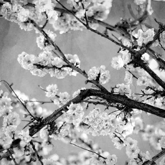 Black and White Blossoms II Poster Print by Susan Bryant-VARPDX8824K Image 1