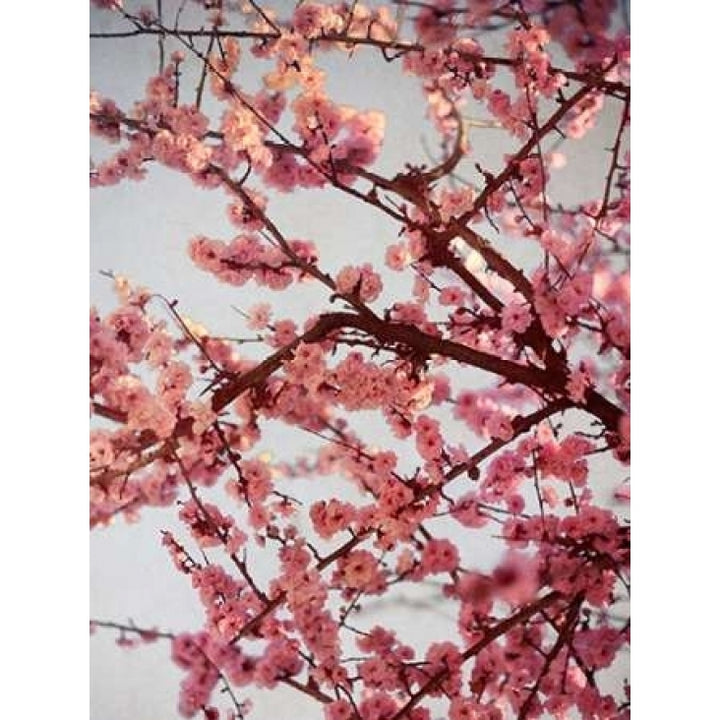 Cherry Blossoms II Poster Print by Susan Bryant-VARPDX8824 Image 2