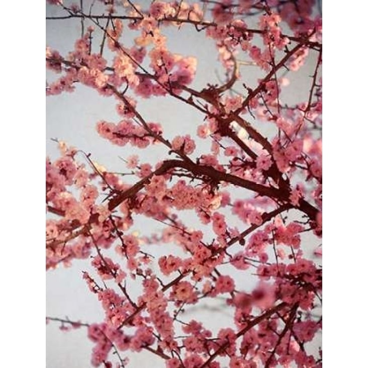 Cherry Blossoms II Poster Print by Susan Bryant-VARPDX8824 Image 1