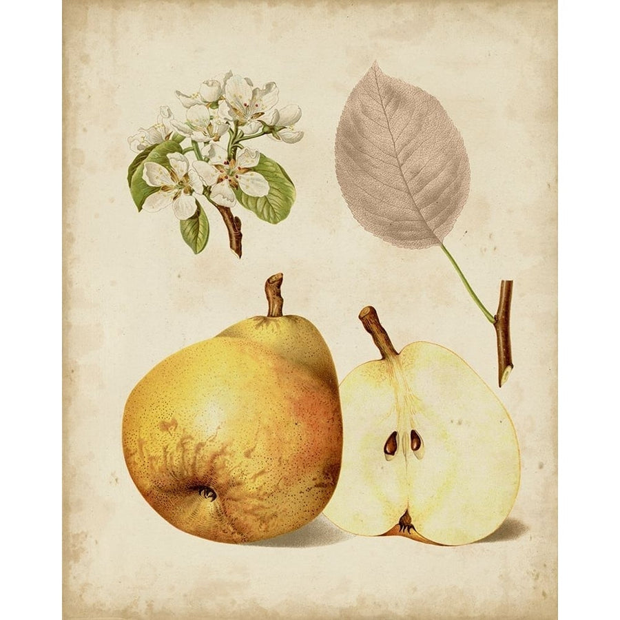 Harvest Pears II Poster Print - Heinrich Pfeiffer-VARPDX88454Z Image 1