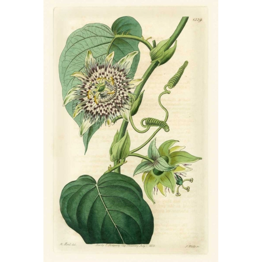 Antique Passionflower I Poster Print - M. Hart-VARPDX88445Z Image 1