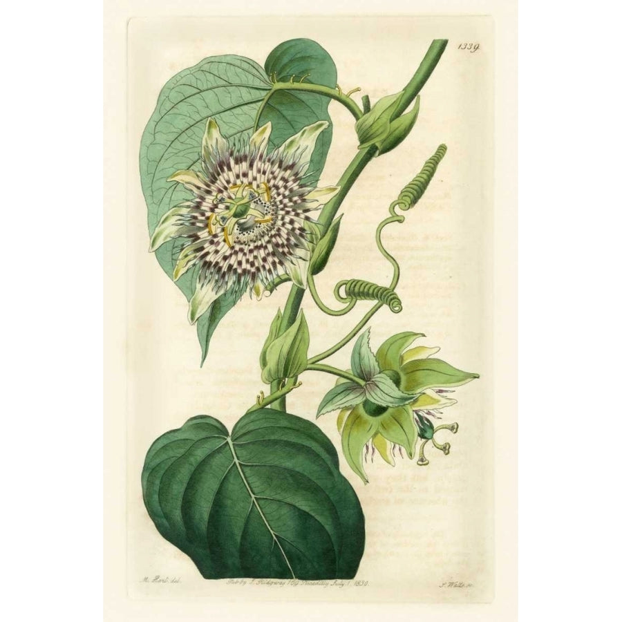 Antique Passionflower I Poster Print - M. Hart-VARPDX88445Z Image 1