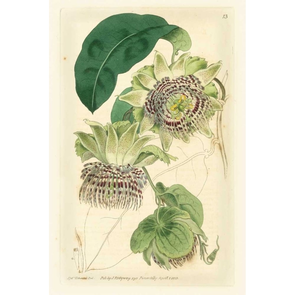 Antique Passionflower II Poster Print - M. Hart-VARPDX88446Z Image 1