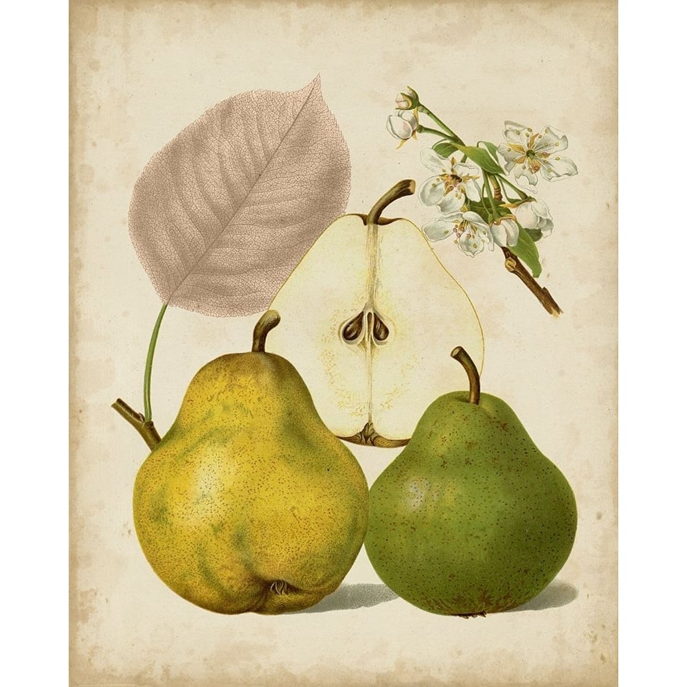 Harvest Pears I Poster Print - Heinrich Pfeiffer-VARPDX88453Z Image 1