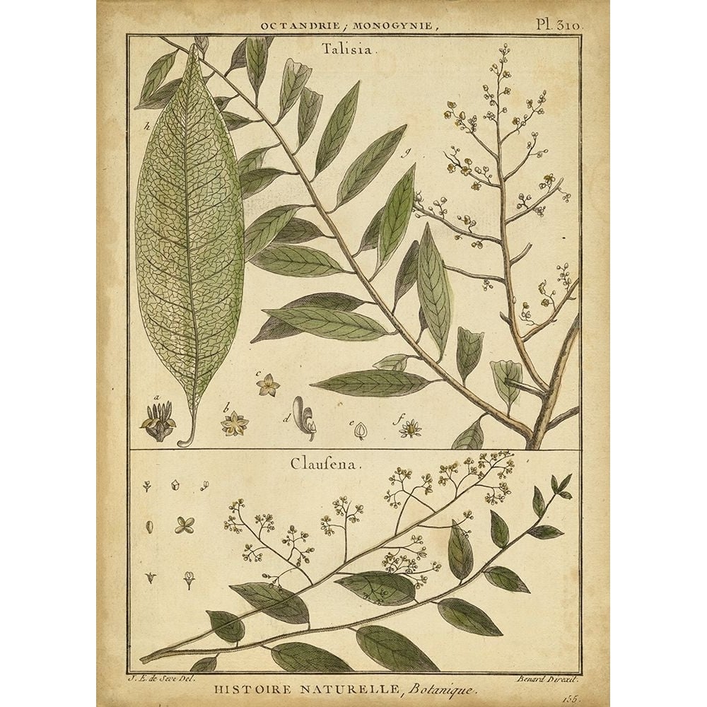 Diderot Antique Ferns I Poster Print - Denis Diderot-VARPDX88455Z Image 1