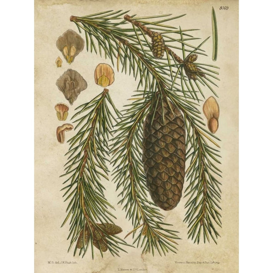 Vintage Conifers I Poster Print - Studio Vision-VARPDX88477Z Image 1