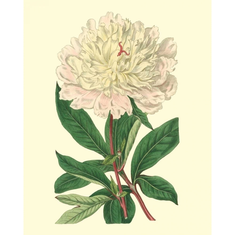 Chinese Peony Poster Print - Edwards-VARPDX88481Z Image 1