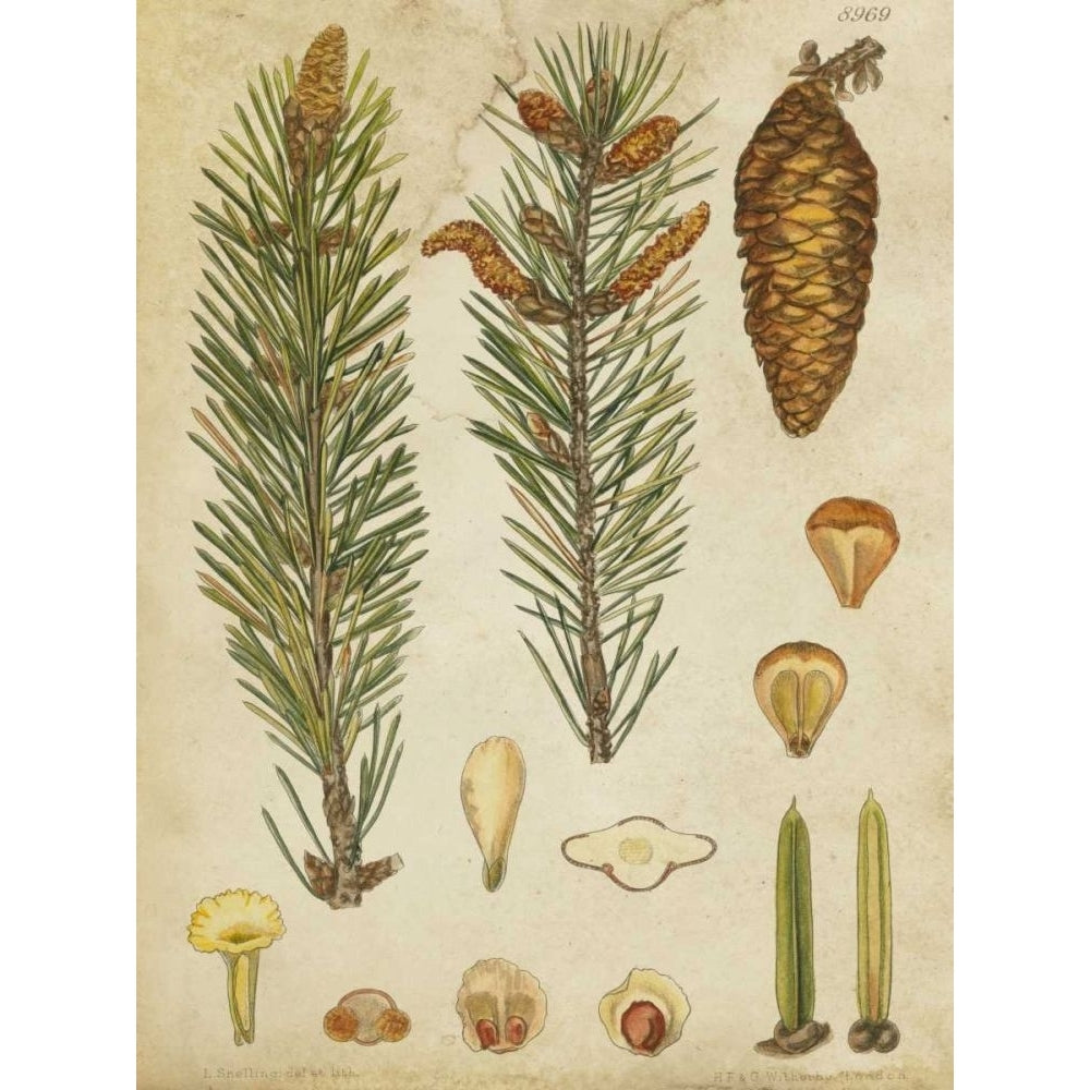 Vintage Conifers IV Poster Print - Studio Vision-VARPDX88480Z Image 1