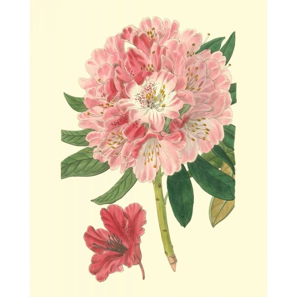 Pink Rhododendron Poster Print - Edwards-VARPDX88482Z Image 1