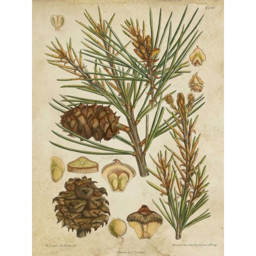 Vintage Conifers II Poster Print - Studio Vision-VARPDX88478Z Image 1