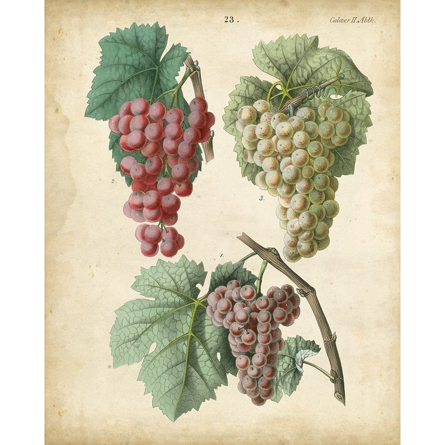 Calwer Grapes II Poster Print - Calwer-VARPDX88494Z Image 1