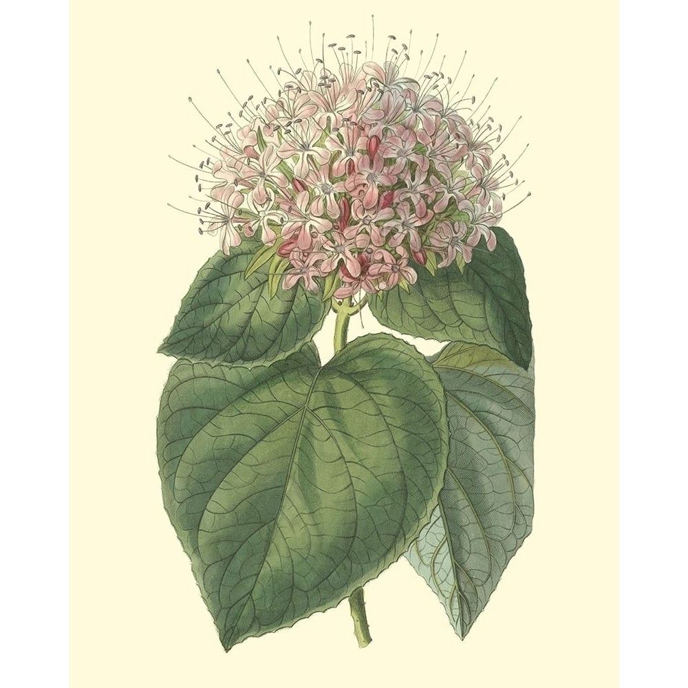 Fragrant Clerodendron Poster Print - Sydenham Edwards-VARPDX88485Z Image 1