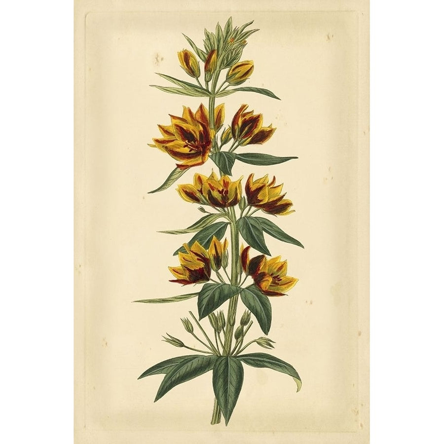 Floral Varieties IV Poster Print - Curtis-VARPDX88499Z Image 1