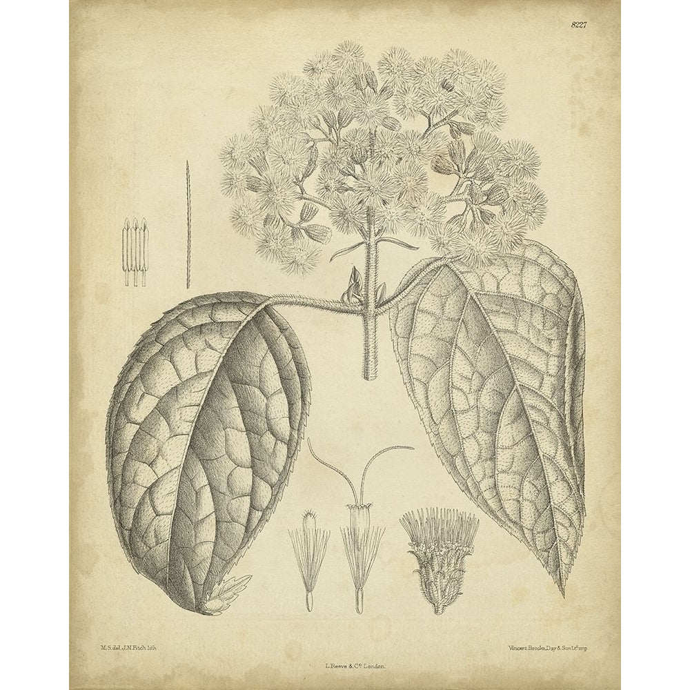 Vintage Curtis Botanical I Poster Print - Curtis-VARPDX88577Z Image 1