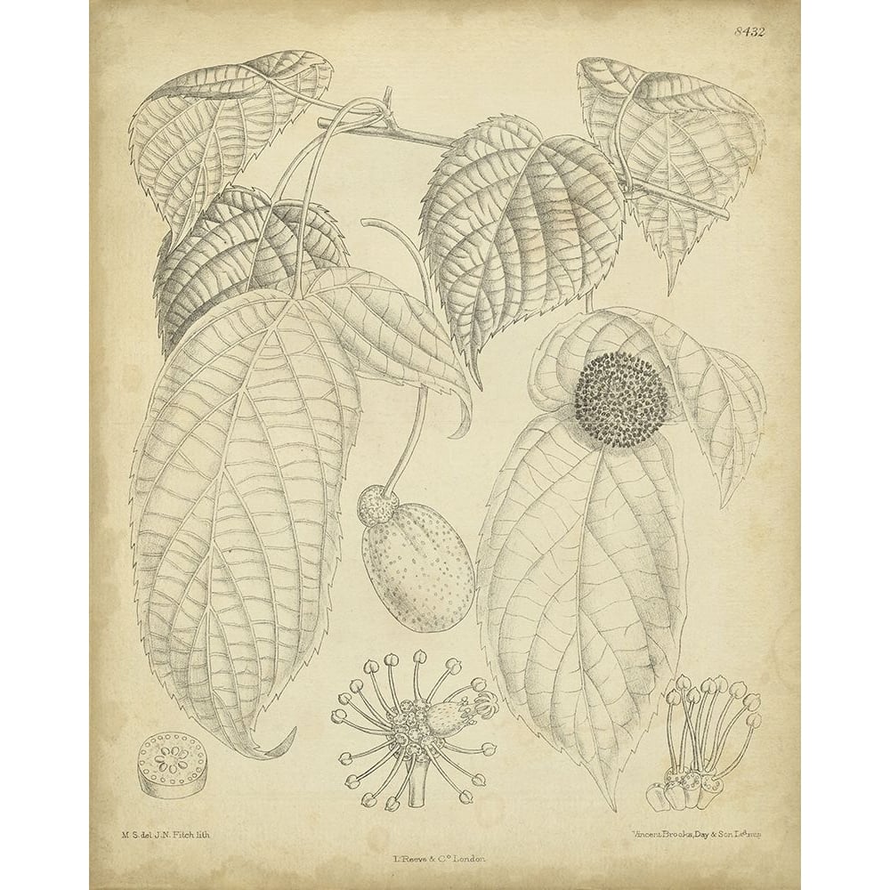 Vintage Curtis Botanical III Poster Print - Curtis-VARPDX88579Z Image 1