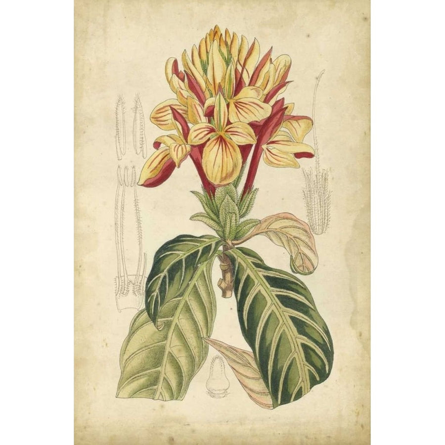 Curtis Tropical Blooms IV Poster Print - Curtis-VARPDX88676Z Image 1