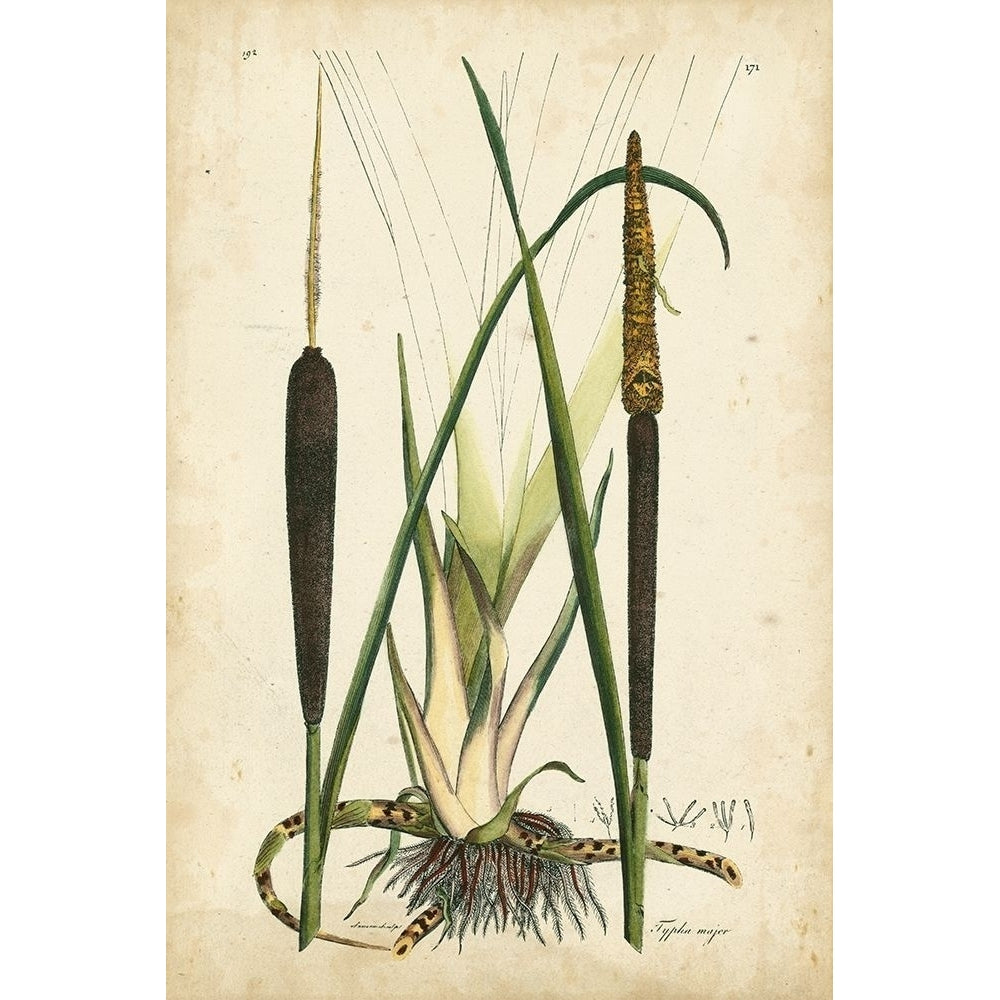 Antique Cattail I Poster Print - Curtis-VARPDX88752Z Image 1