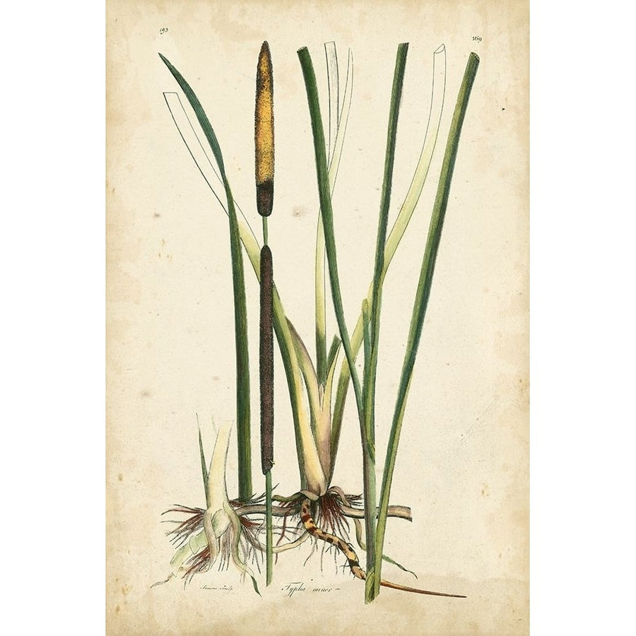 Antique Cattail II Poster Print - Curtis-VARPDX88753Z Image 1