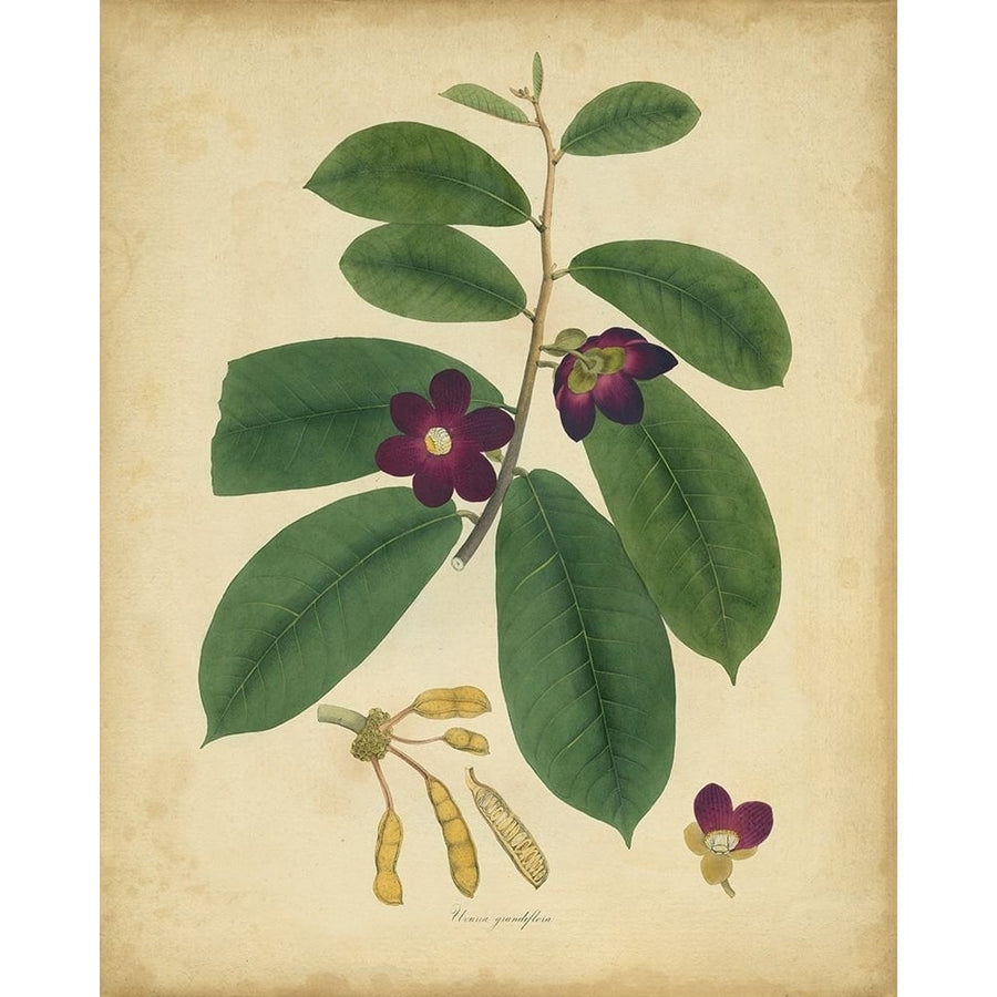 Engelmann Botanical IV Poster Print - Engelmann-VARPDX88762Z Image 1