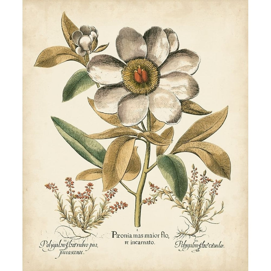 Ivory Peonies I Poster Print - Basilius Besler-VARPDX88789Z Image 1