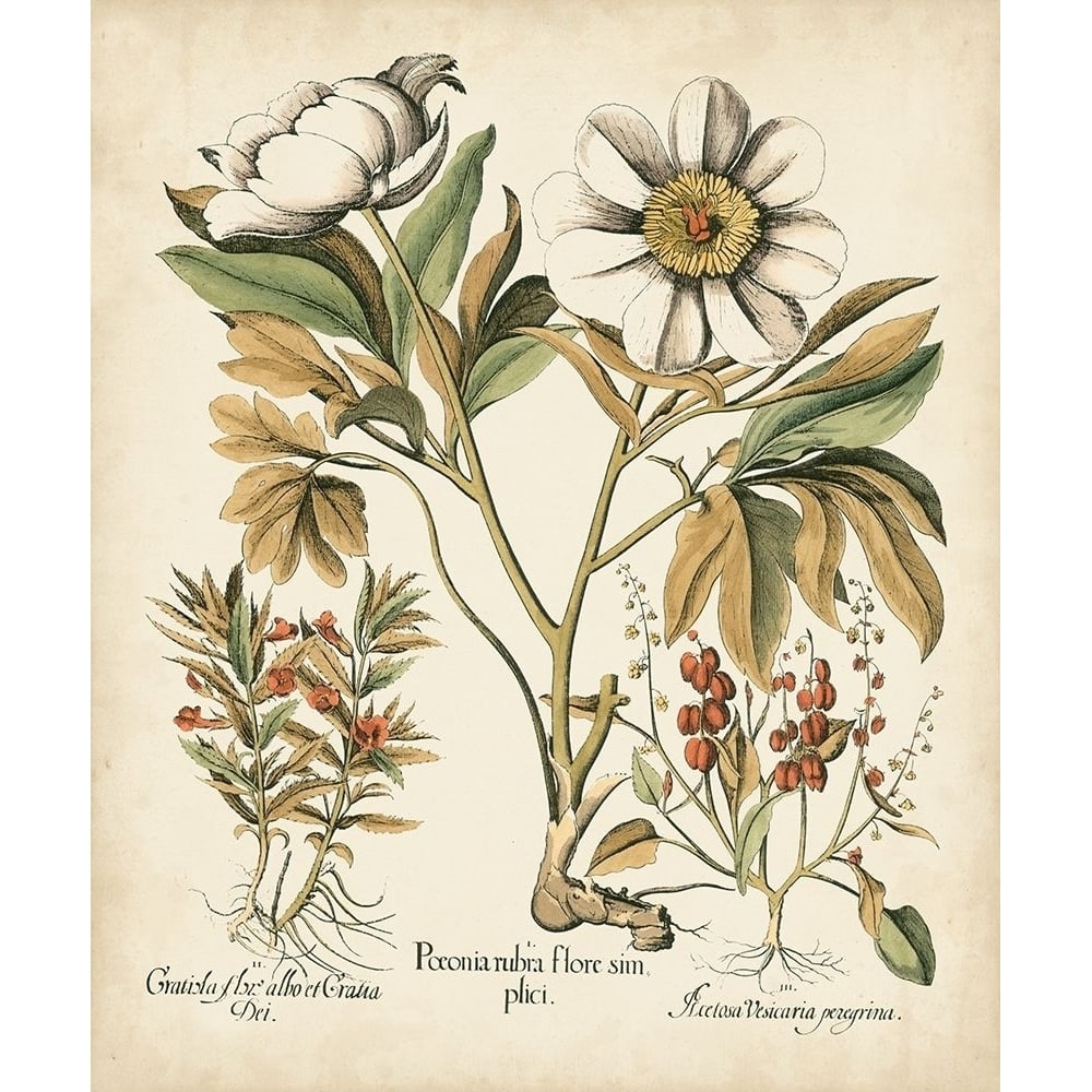 Ivory Peonies IV Poster Print - Basilius Besler-VARPDX88792Z Image 1