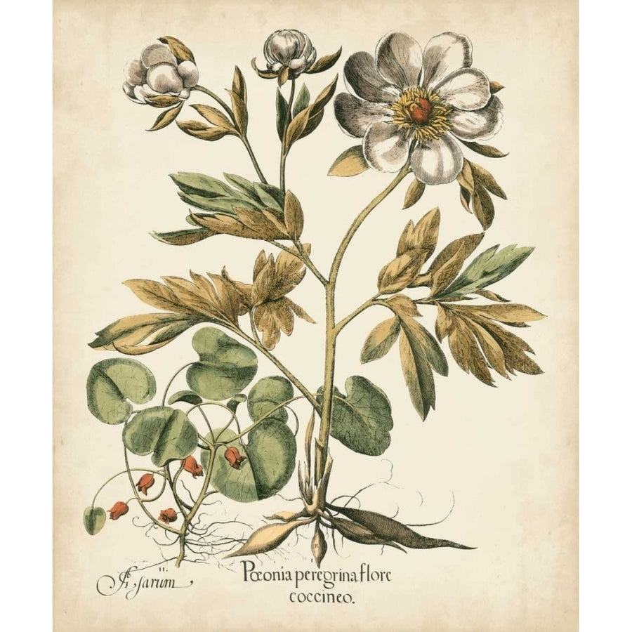 Ivory Peonies III Poster Print - Basilius Besler-VARPDX88791Z Image 1