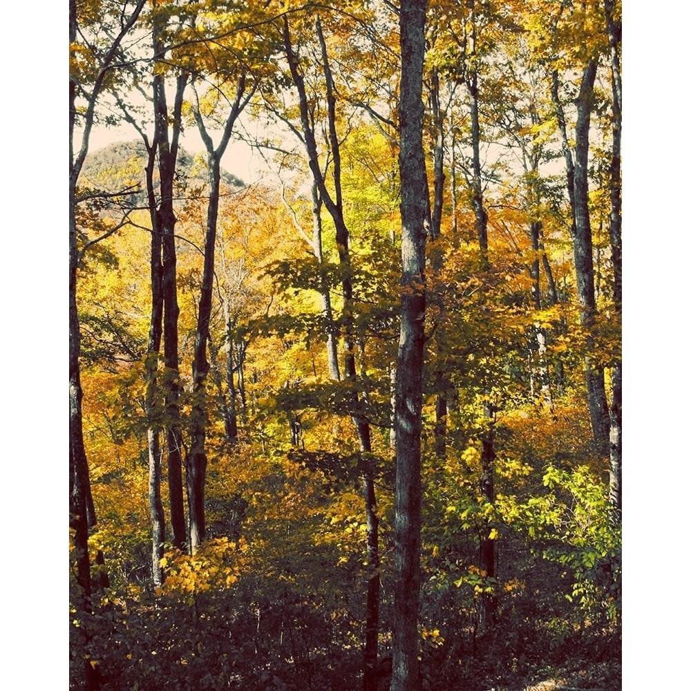 Sanctuary Woods II Poster Print by Kathy Mansfield-VARPDX8908 Image 1