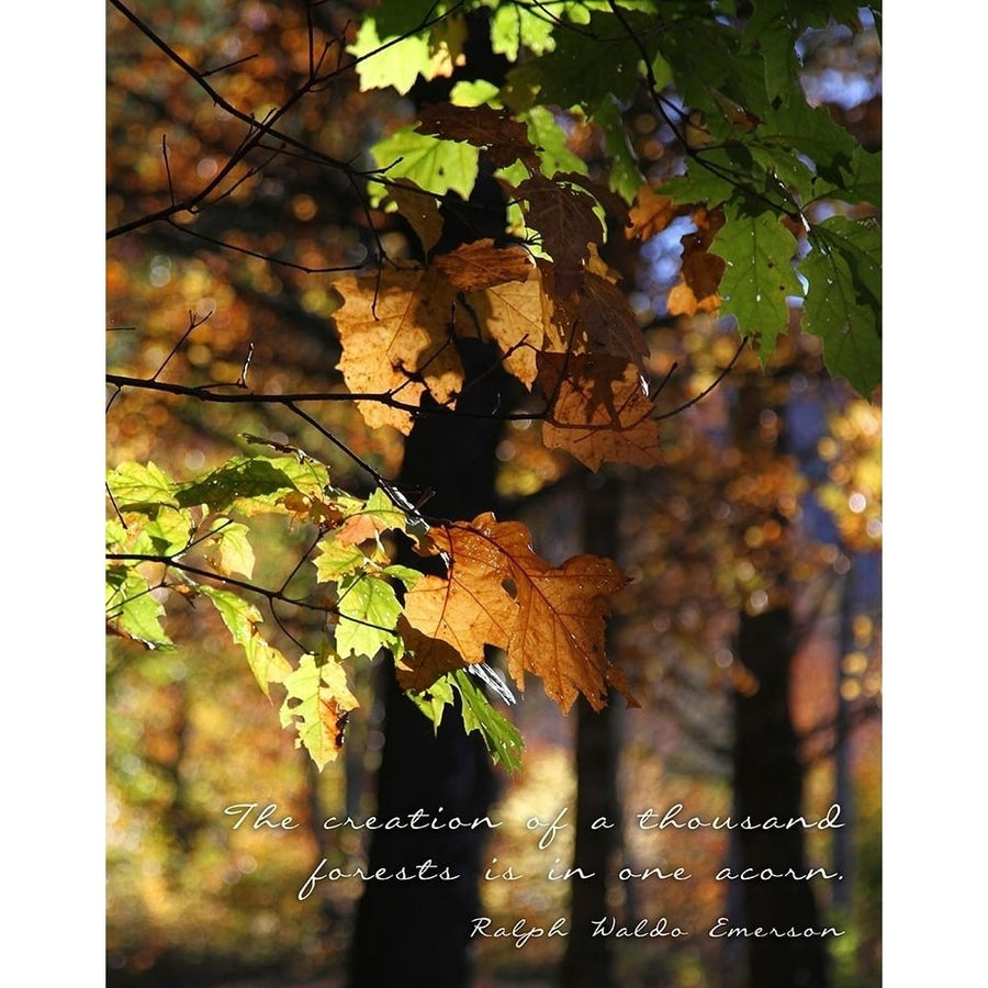 A Thousand Forests Poster Print by Kathy Mansfield-VARPDX8907B Image 1