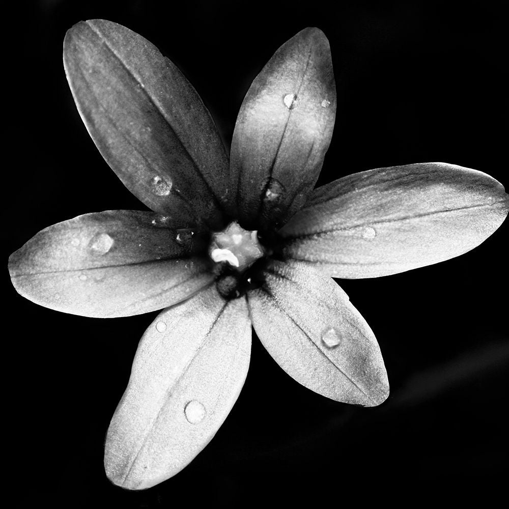 Black and White Bloom II Poster Print by Kathy Mansfield-VARPDX8908H Image 1