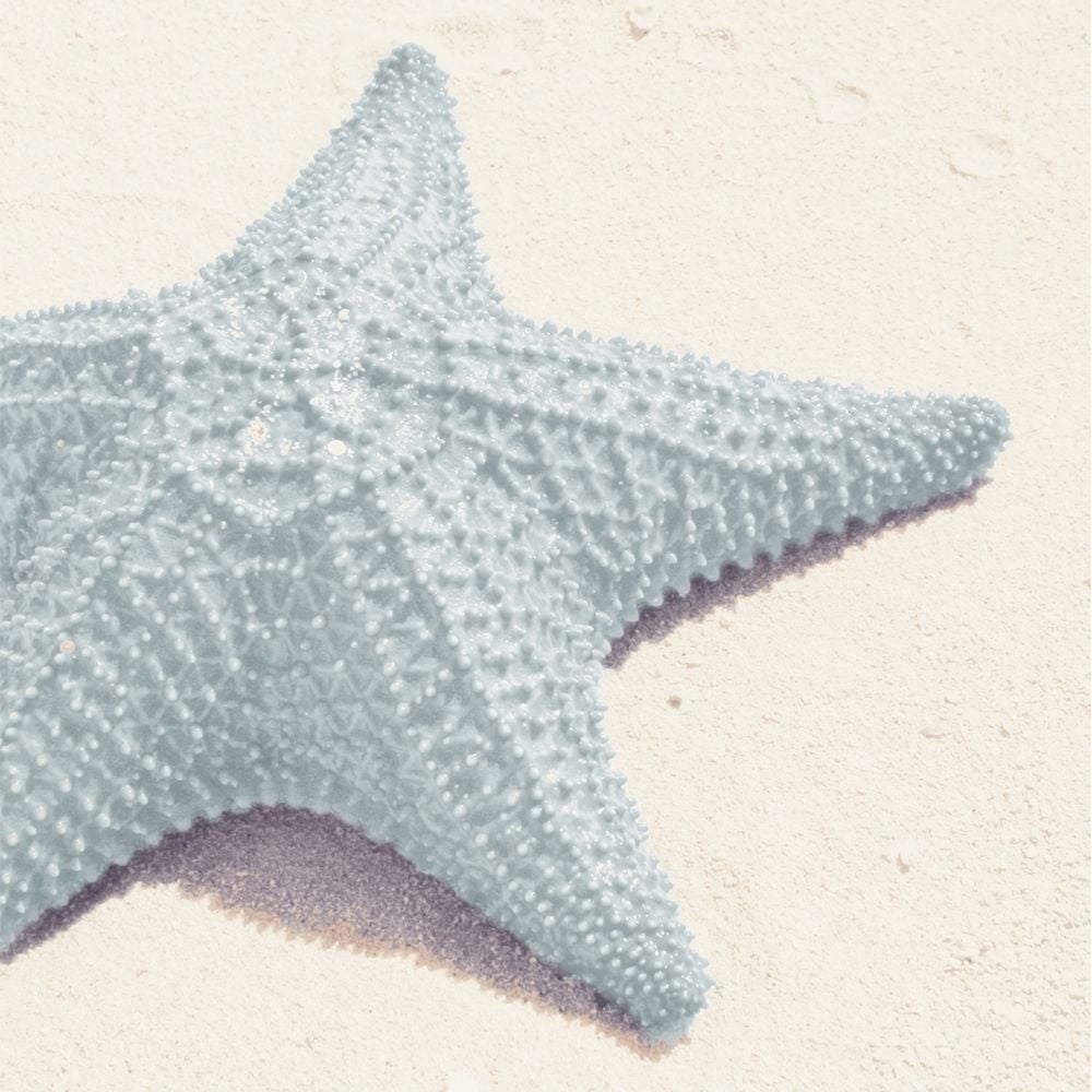 Blue Starfish Poster Print by Kathy Mansfield-VARPDX8955AB Image 1