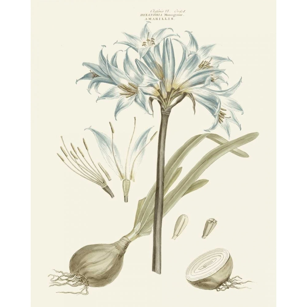 Bashful Blue Florals II Poster Print - John Miller-VARPDX89809Z Image 1