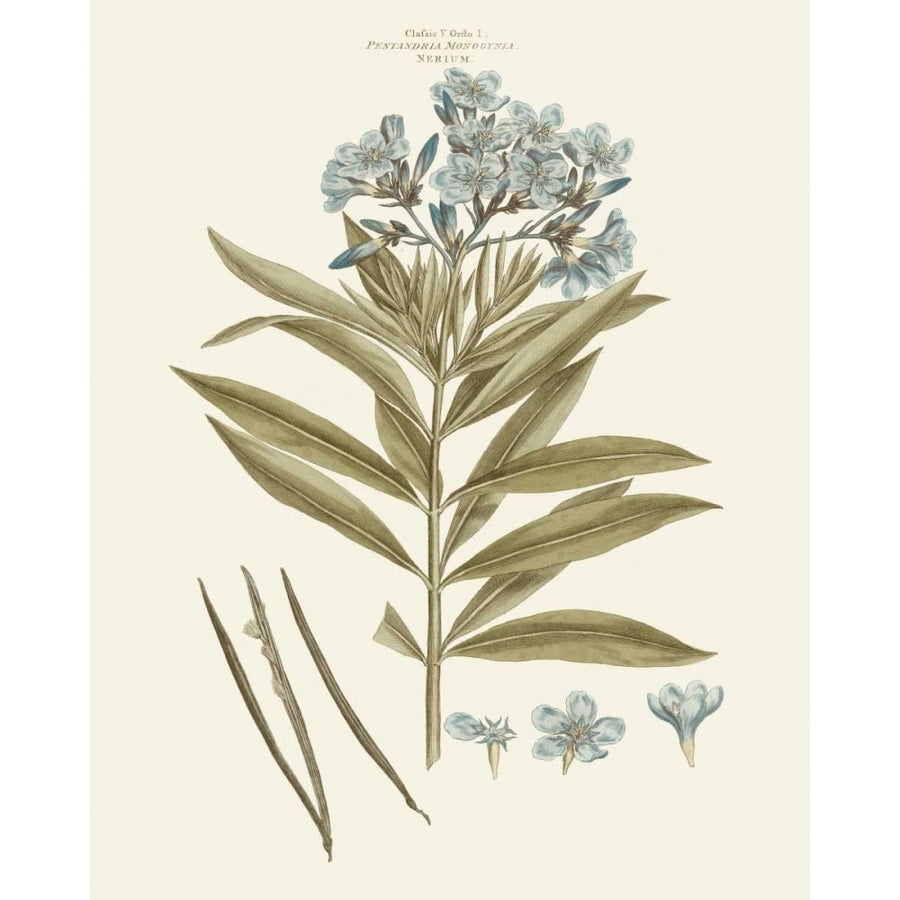 Bashful Blue Florals III Poster Print - John Miller-VARPDX89810Z Image 1