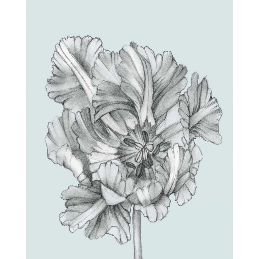 Silvery Blue Tulips I Poster Print - Jennifer Goldberger-VARPDX89812Z Image 1