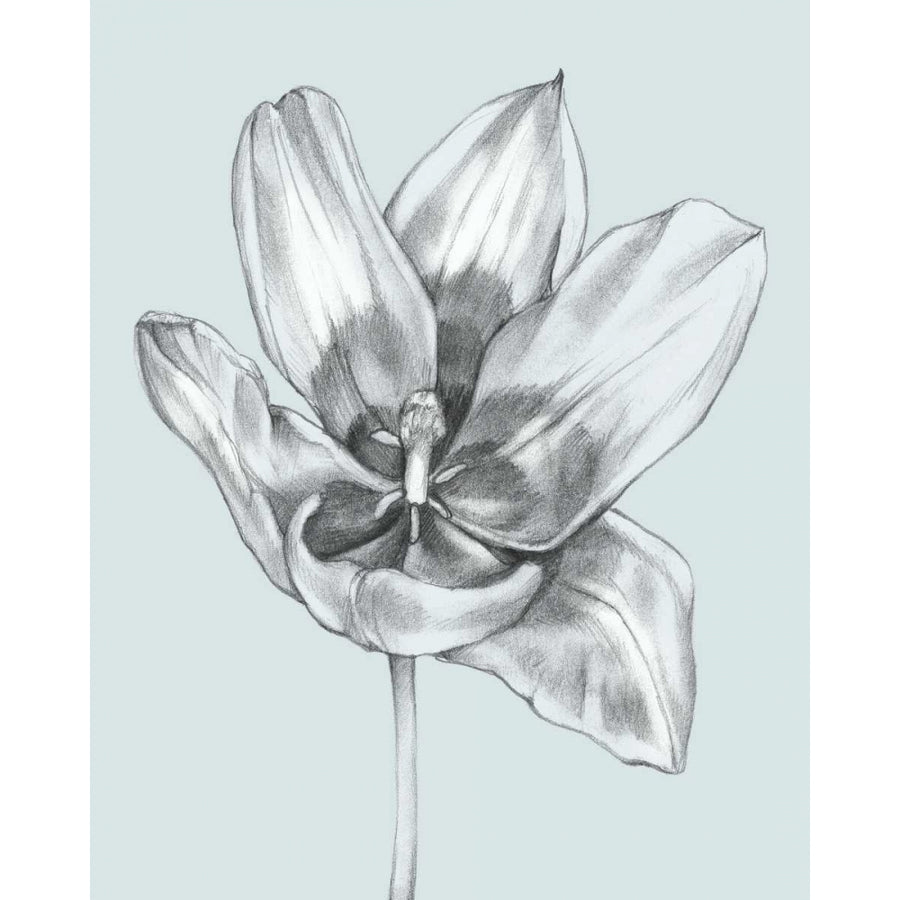 Silvery Blue Tulips II Poster Print - Jennifer Goldberger-VARPDX89813Z Image 1