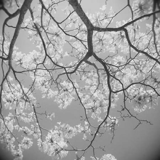 Blossoms on Gray II Poster Print by Gail Peck-VARPDX9000Y Image 1