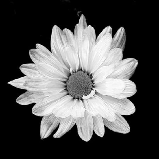 White Daisy Poster Print by Gail Peck-VARPDX9000H Image 1