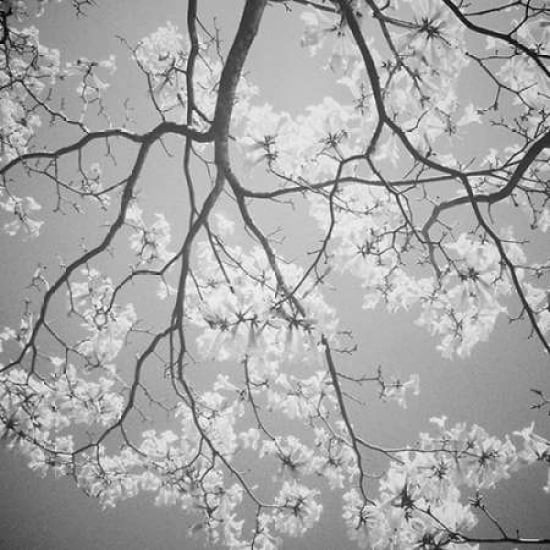 Blossoms on Gray I Poster Print by Gail Peck-VARPDX9000XX Image 1