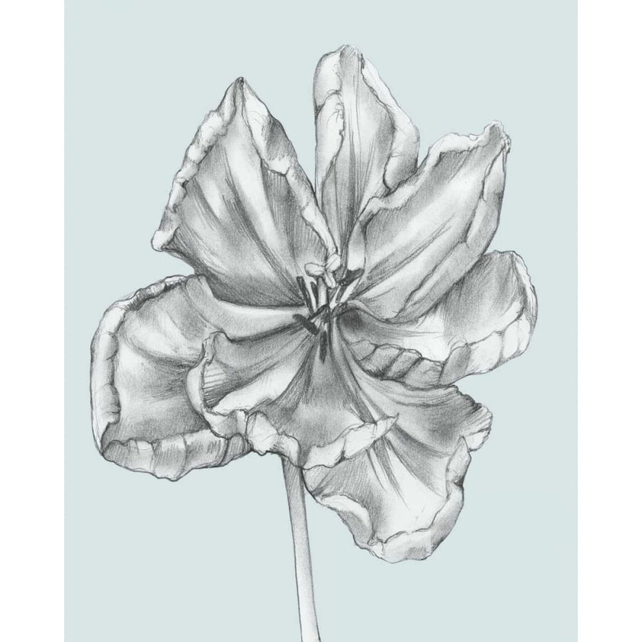 Silvery Blue Tulips IV Poster Print - Jennifer Goldberger-VARPDX89815Z Image 1