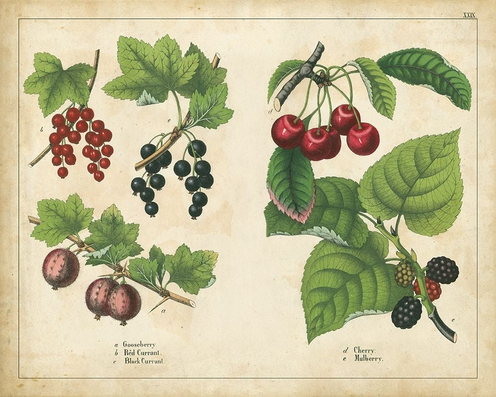 Kitchen Fruits III Poster Print - Unknown-VARPDX89961Z Image 1