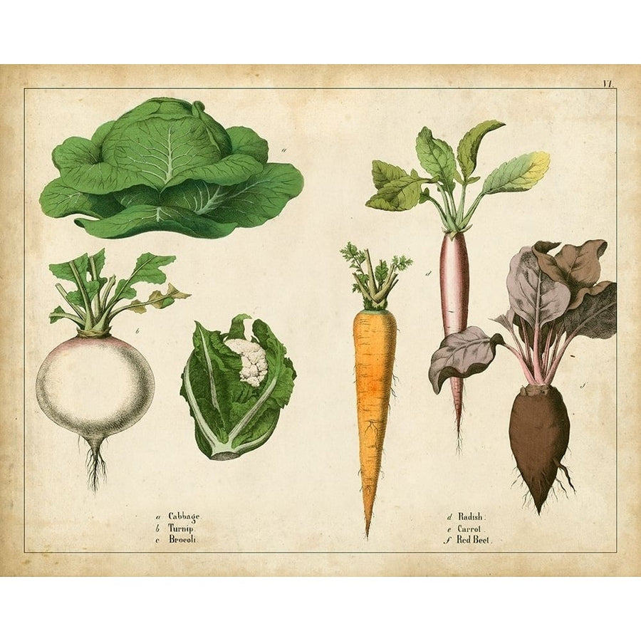 Kitchen Vegetables and Roots I Poster Print - Unknown-VARPDX89957Z Image 1