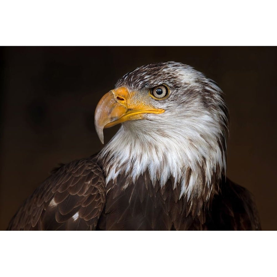 Caged - Bald Eagle Poster Print - Jim Cumming-VARPDX899540 Image 1