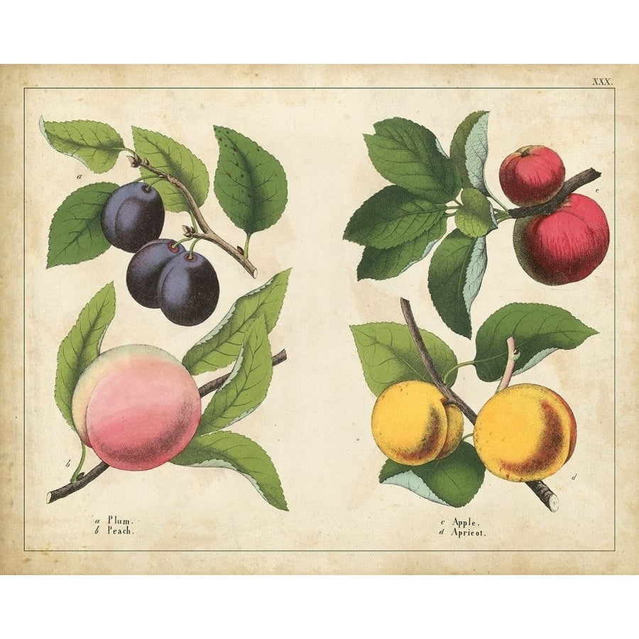 Kitchen Fruits I Poster Print - Unknown-VARPDX89959Z Image 1