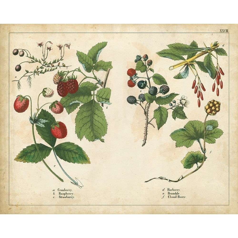 Kitchen Fruits II Poster Print - Unknown-VARPDX89960Z Image 1