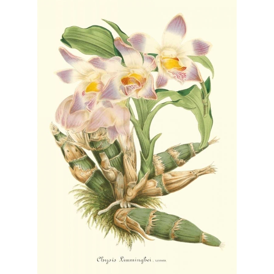 Lavender Orchids I Poster Print - P. Stroobant-VARPDX89953Z Image 1